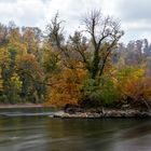 Insel am Rhein