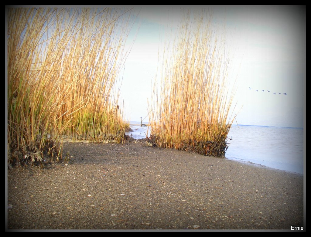 Insel Amrum