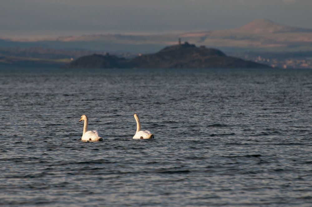 Insel an Schwänen