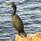 Insel Cabrera ( E )  -Kormoran-