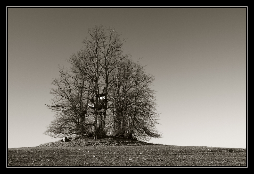 Insel der Bäume