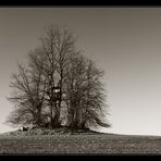 Insel der Bäume