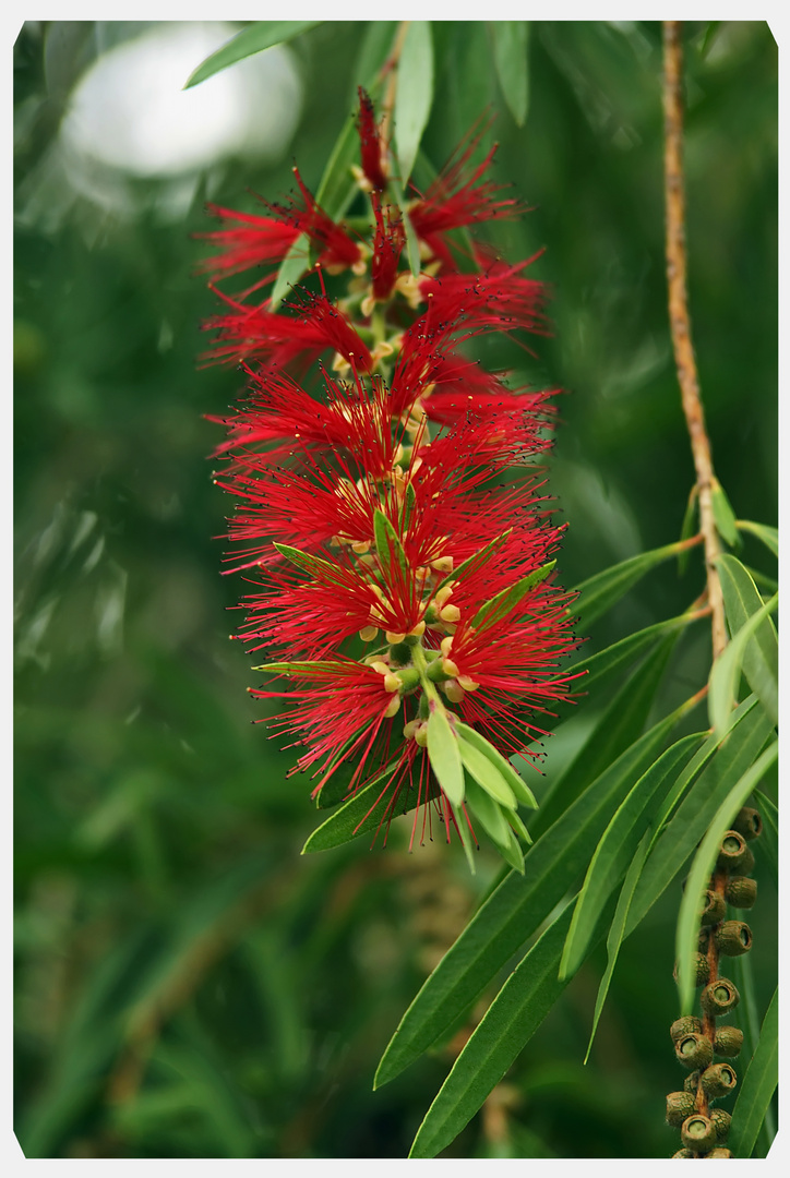 Insel der Blumen (2) - Madeira