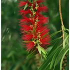 Insel der Blumen (2) - Madeira