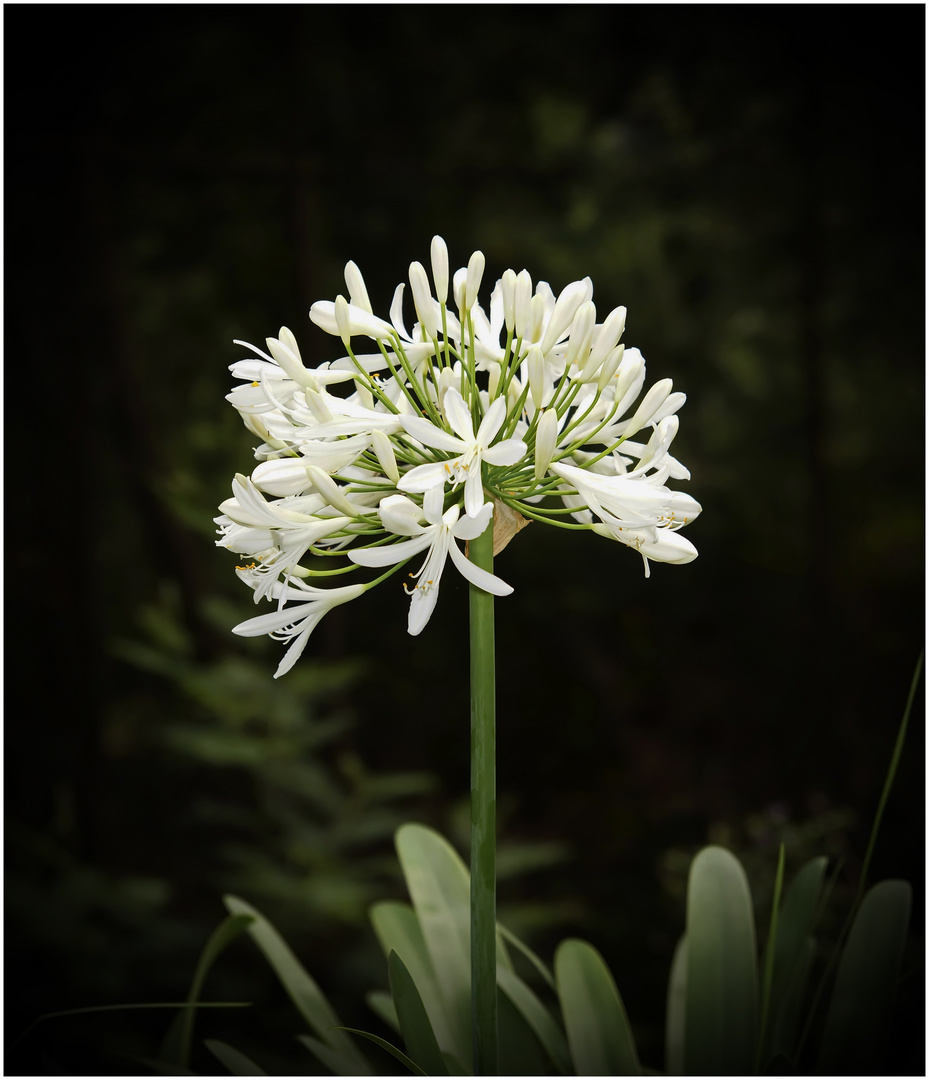 Insel der Blumen (4) - Madeira