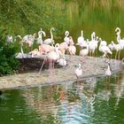 Insel der Flamingos - Zoom Gelsenkirchen