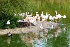 Insel der Flamingos - Zoom Gelsenkirchen