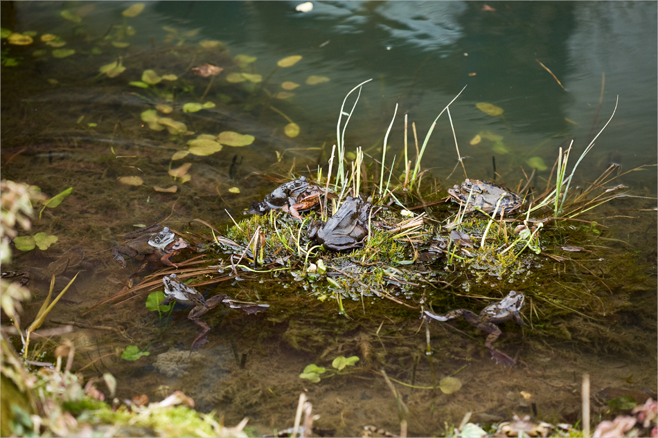 Insel der Glückseligen