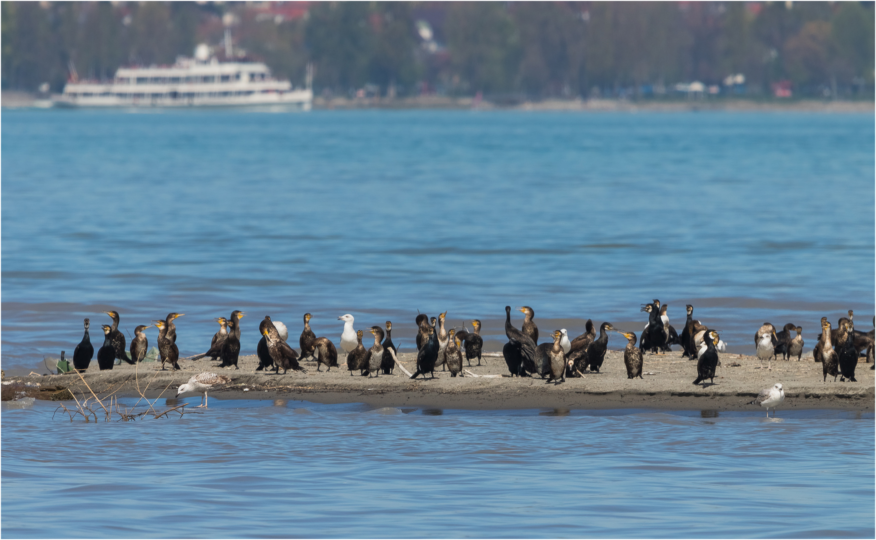 Insel der Kormorane