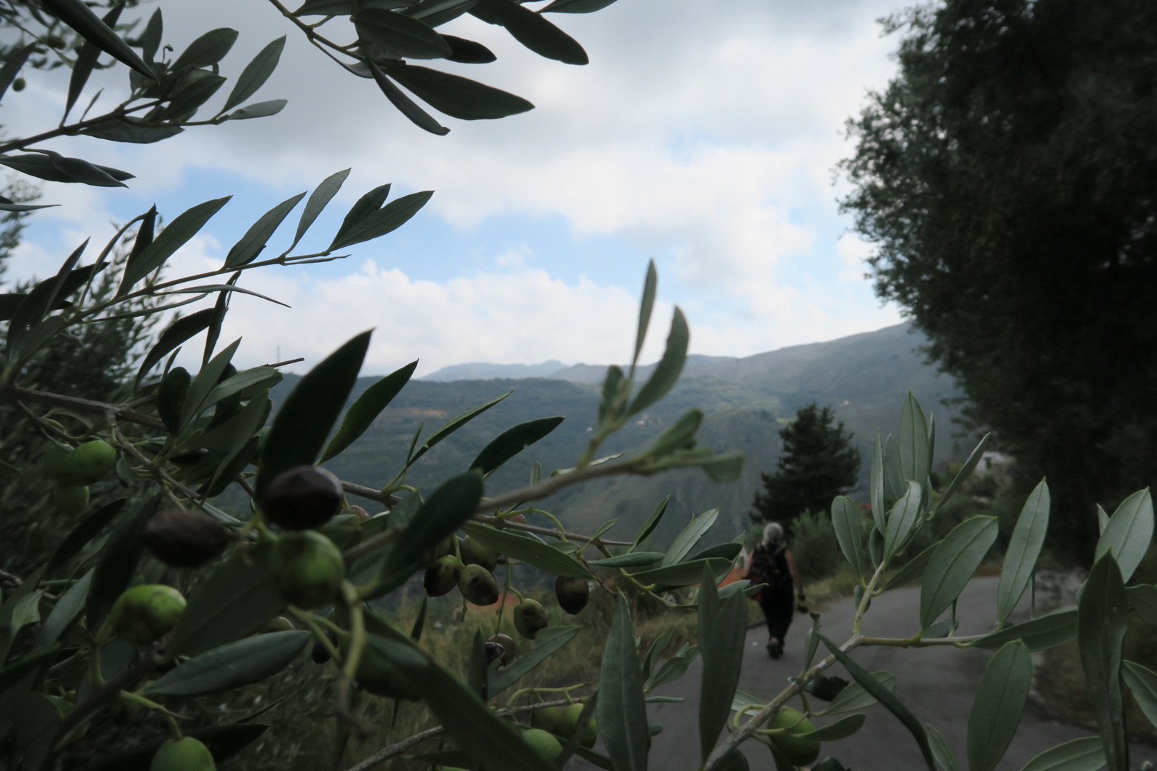 Insel der Oliven