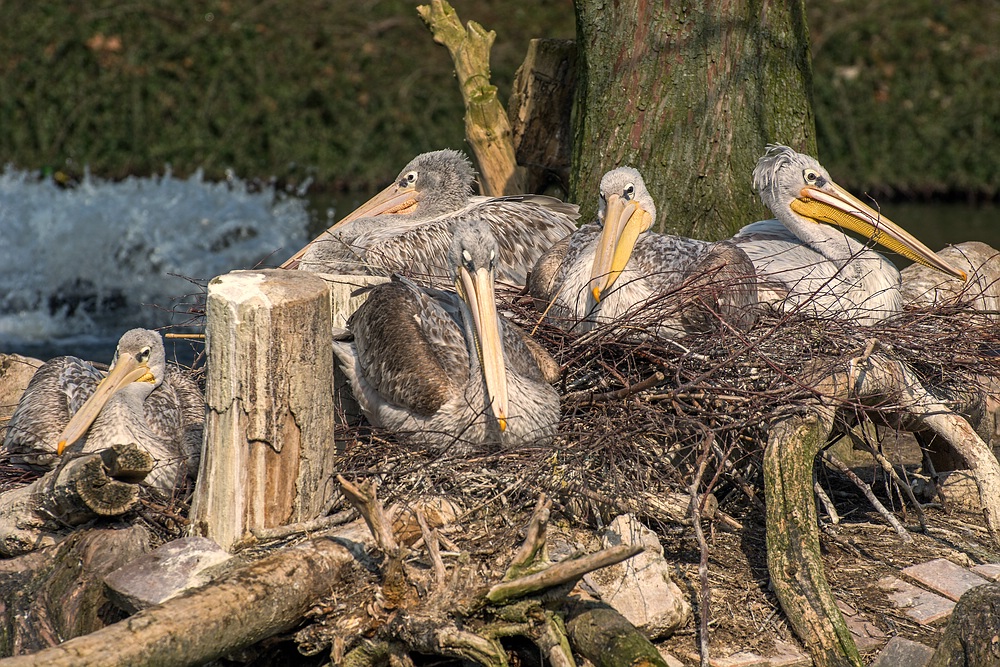 Insel der Pelikane