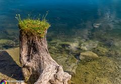 Insel einer Bergwiese