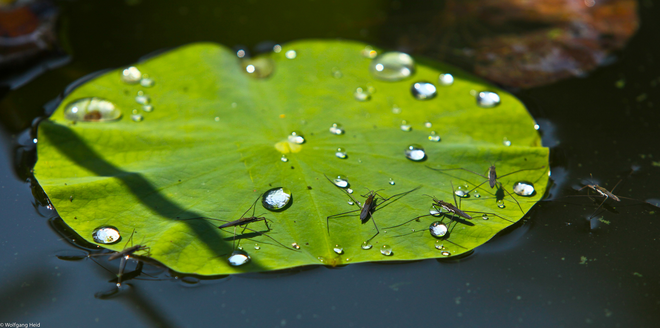 Insel für Wasserläufer.