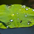 Insel für Wasserläufer.