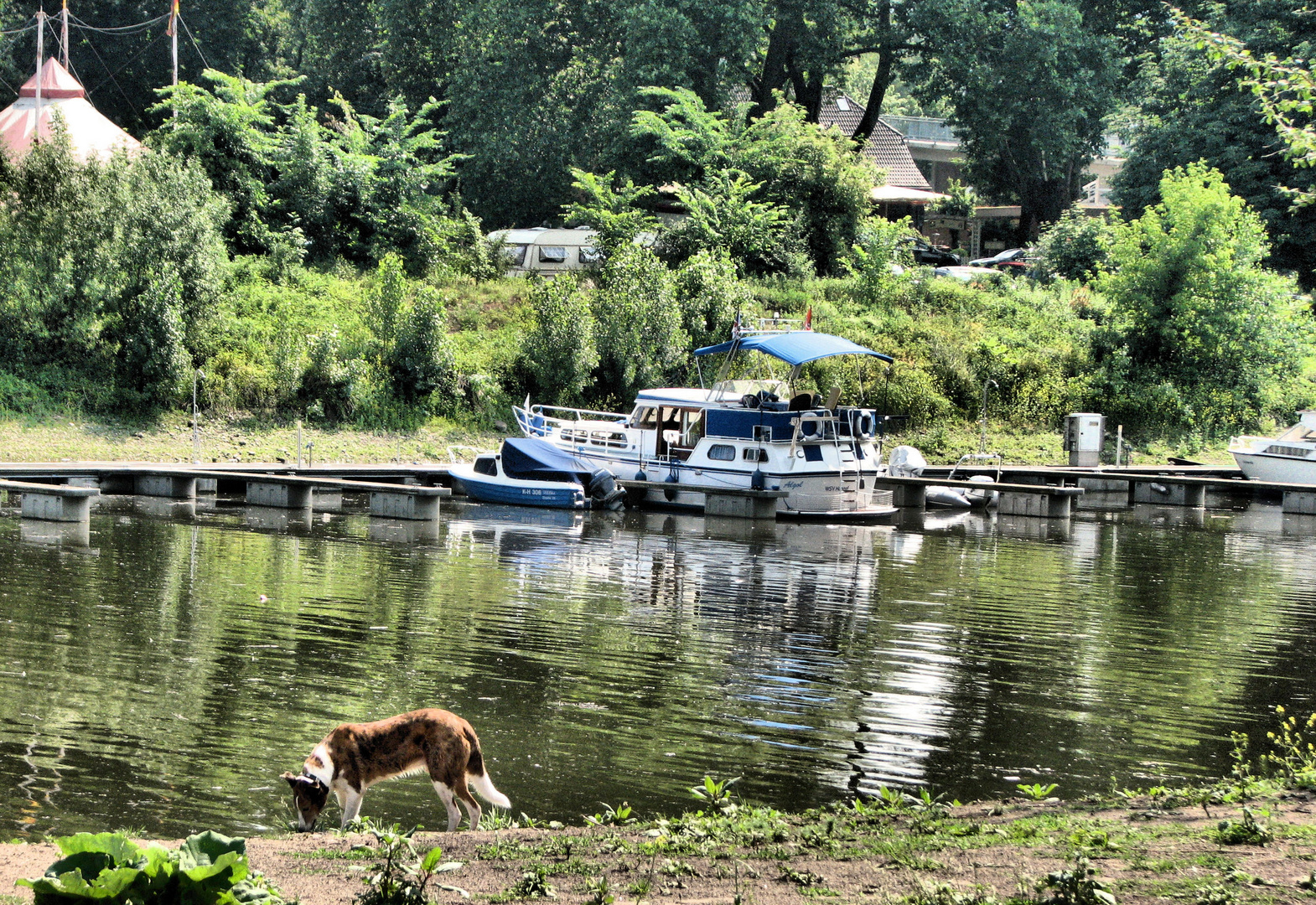 insel Grafenwerth Foto & Bild | landschaft, natur Bilder auf fotocommunity