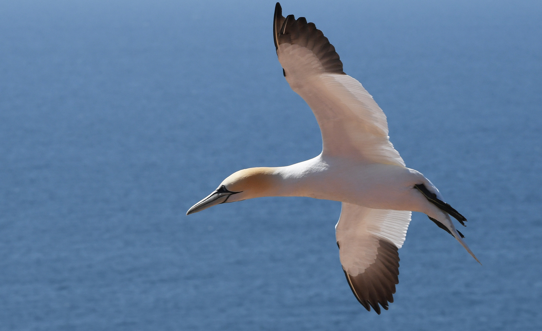 Insel Helgoland