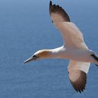 Insel Helgoland