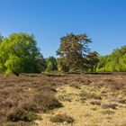 Insel Hiddensee - Heide (01) 05_2024