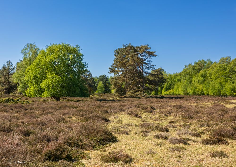 Insel Hiddensee - Heide (01) 05_2024