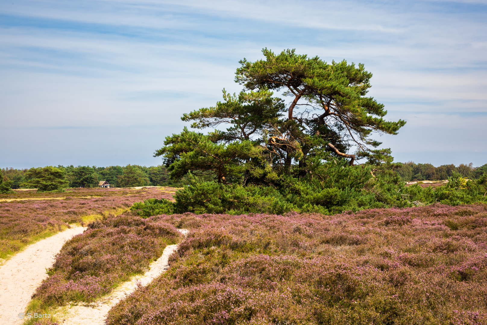 Insel Hiddensee - Heide (04) 08/2023