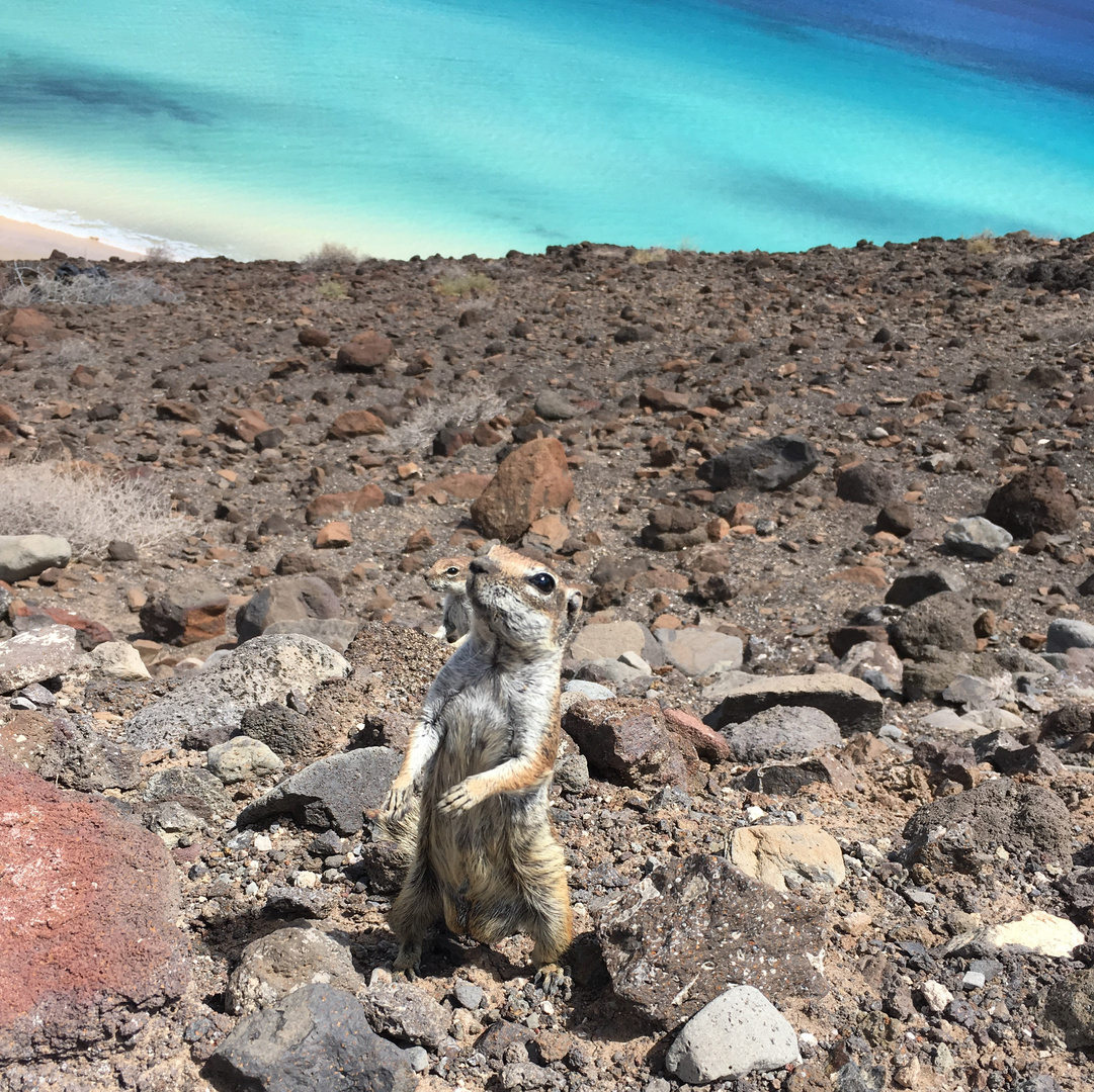 Insel-Hörnchen