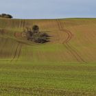 Insel im Ackerland