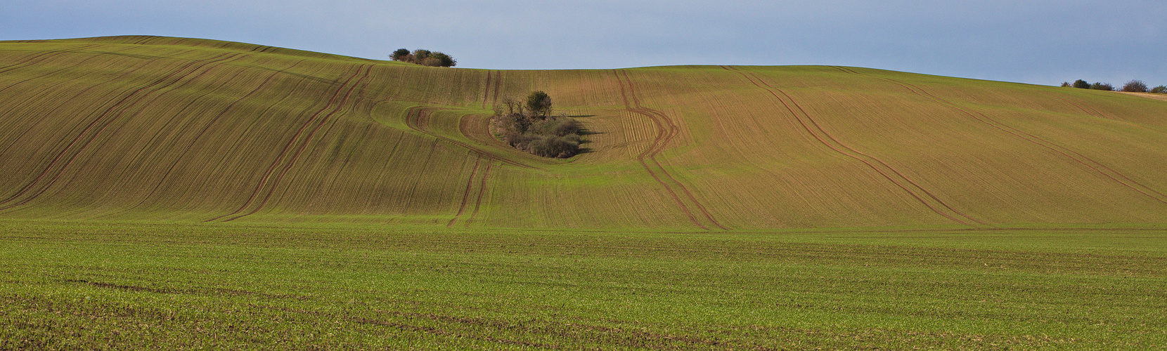 Insel im Ackerland