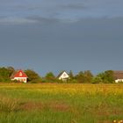 Insel im Farbenrausch