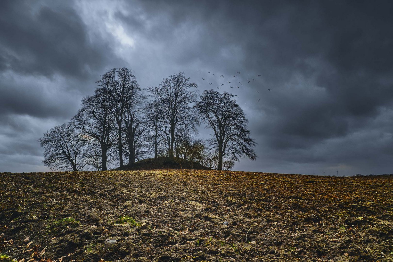 Insel im Feld