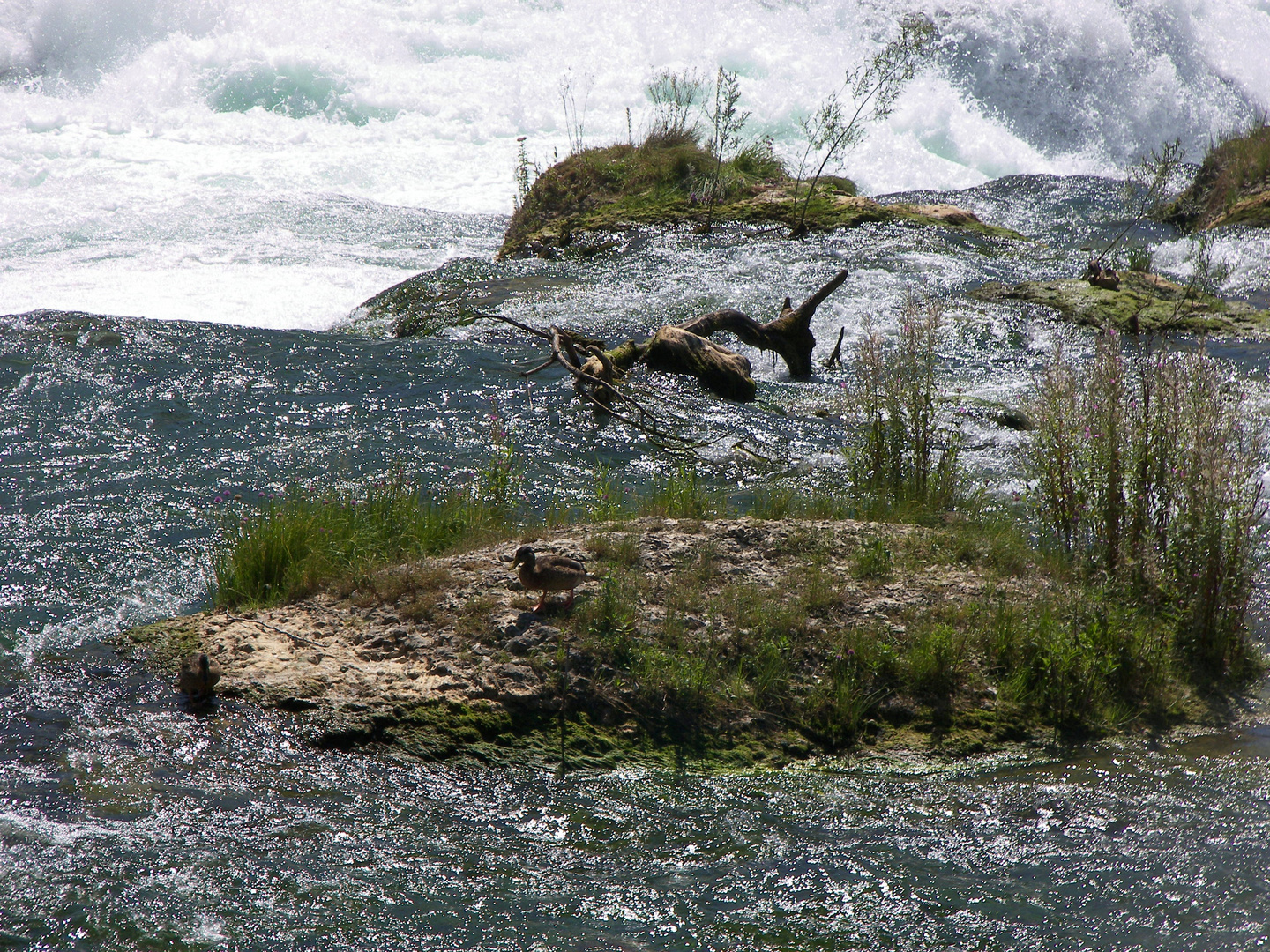 Insel im Fluss