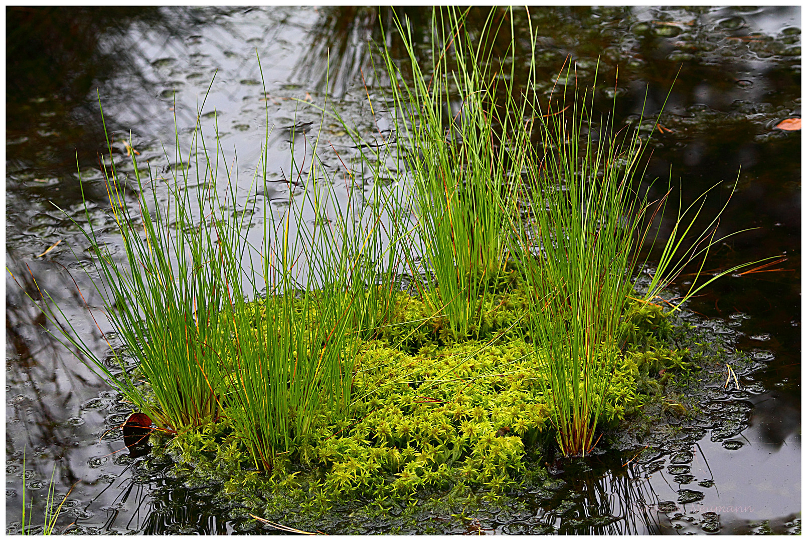 Insel im Moor