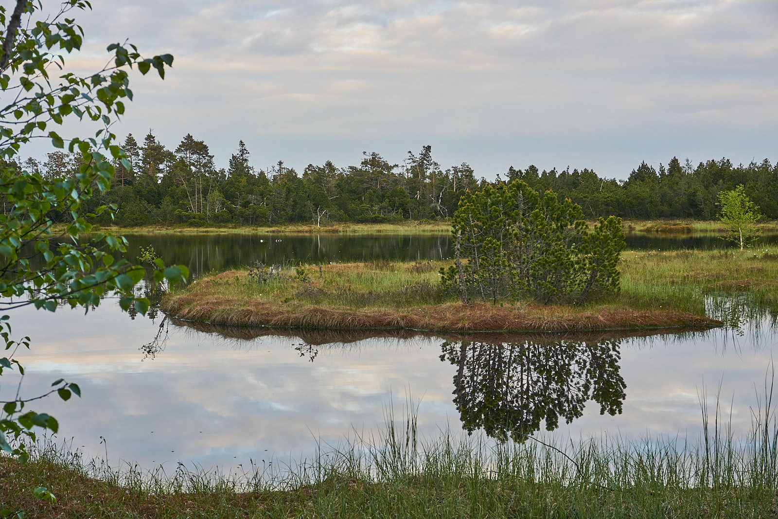 Insel im Moor