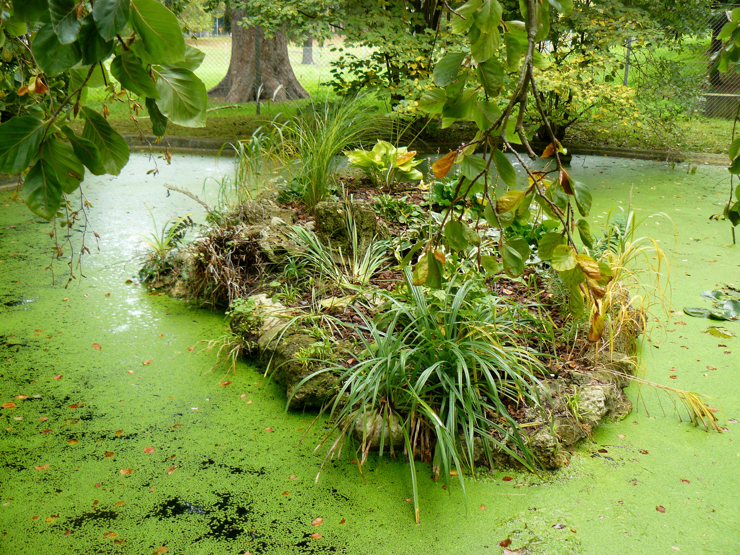 Insel im Parkteich