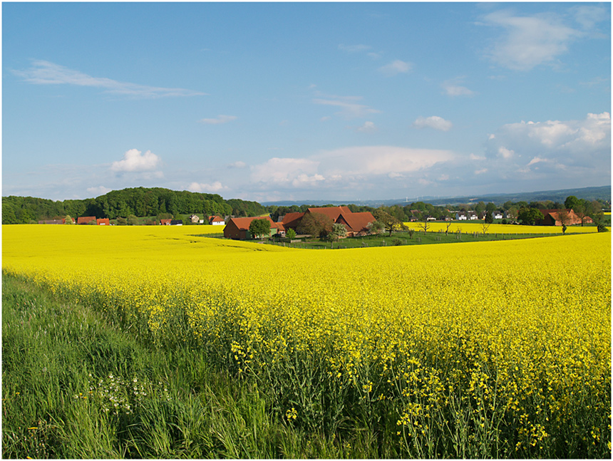 Insel im Rapsfeld