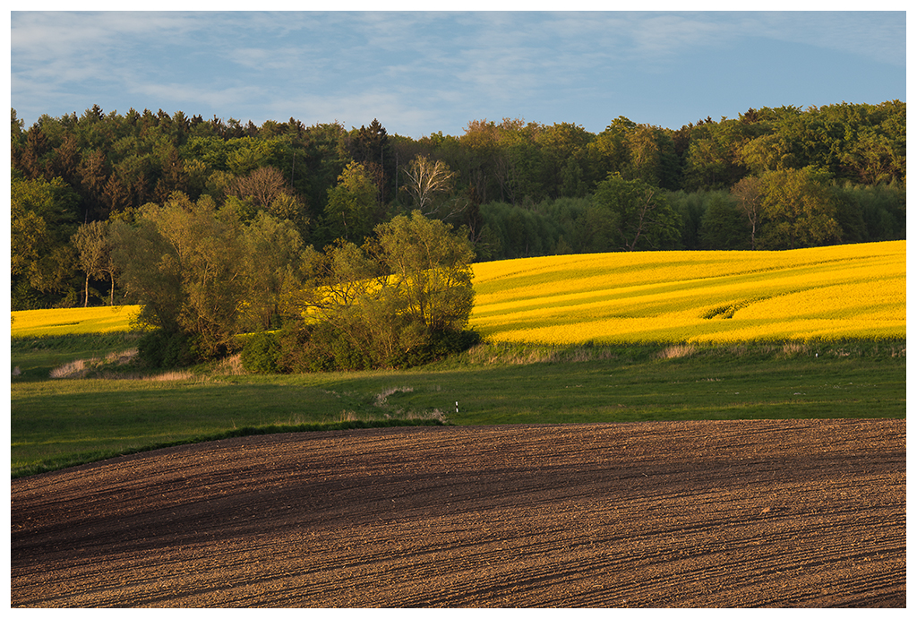 Insel im Rapsfeld