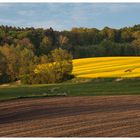 Insel im Rapsfeld