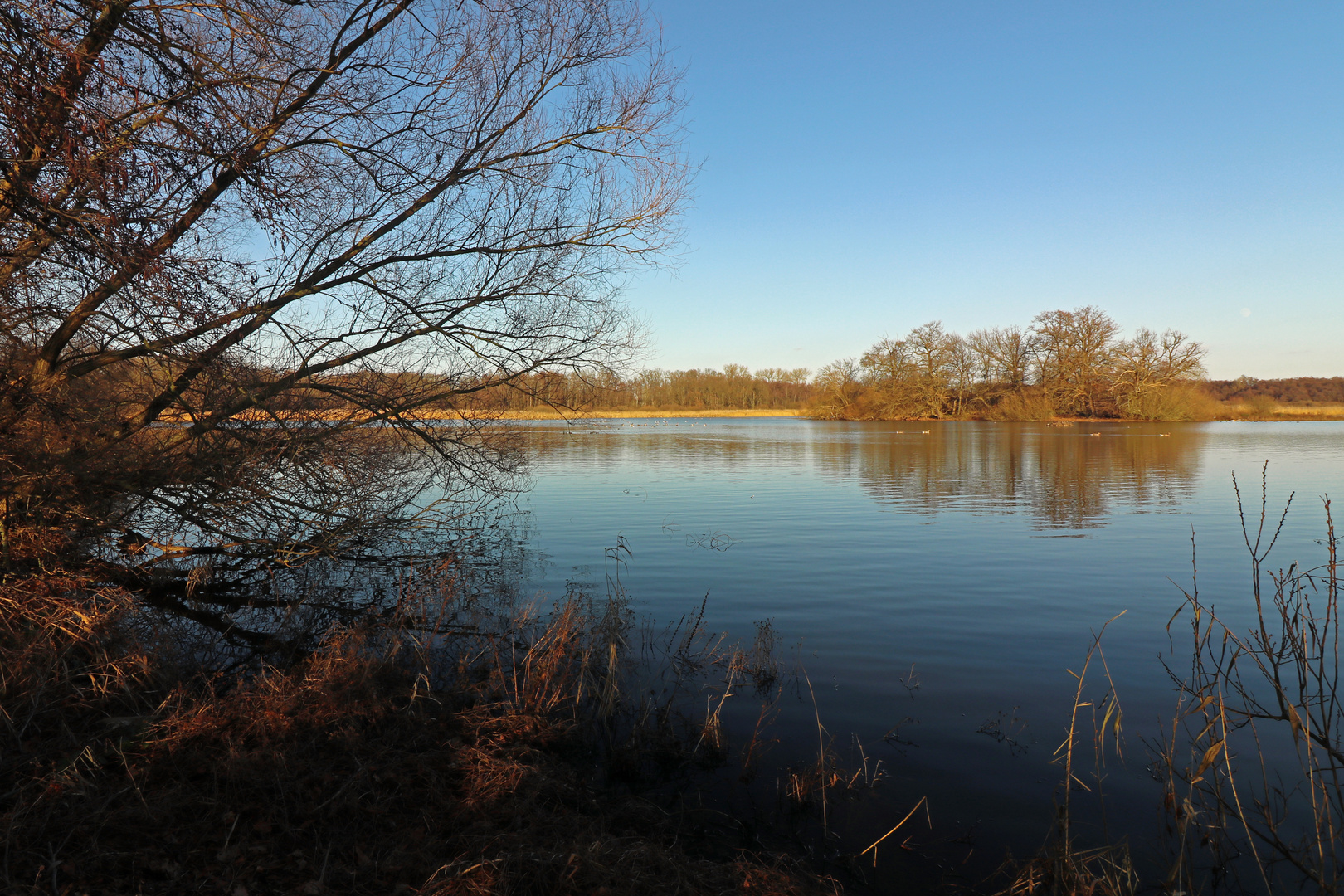 Insel im Schapenbruchteich