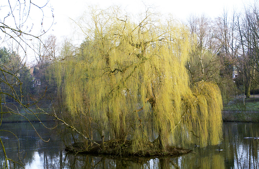 Insel im Stadtsee