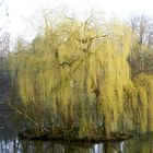 Insel im Stadtsee