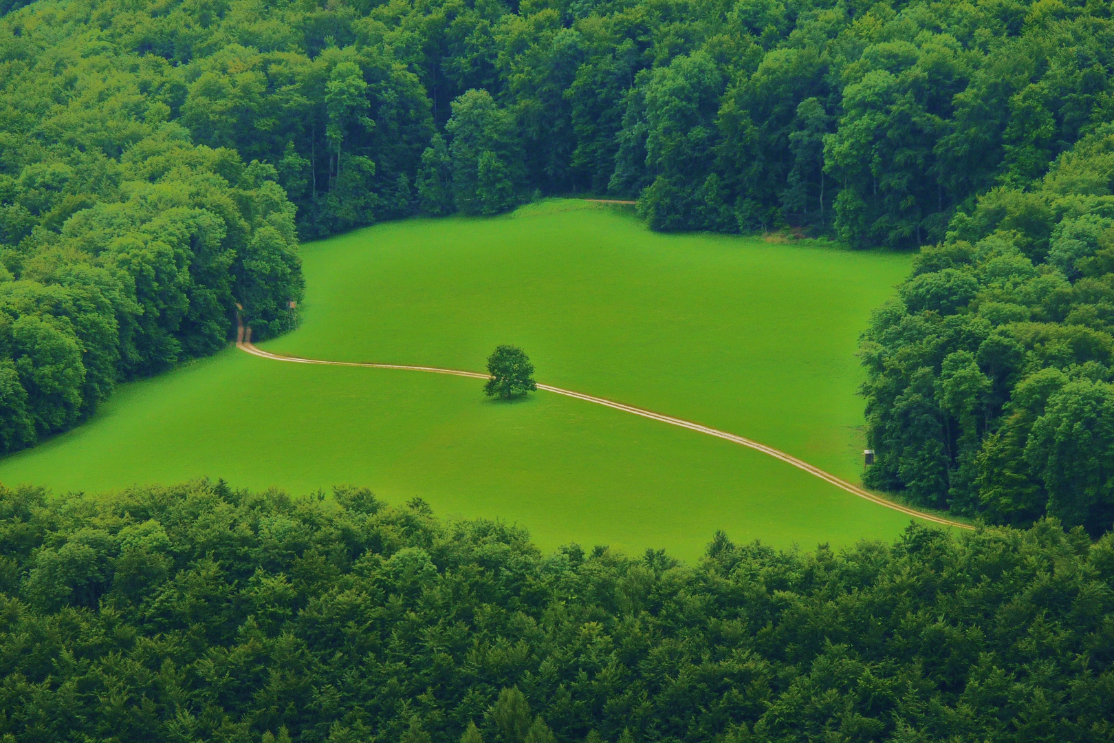 Insel im Wald