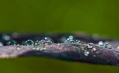 Insel im Wassertropfen