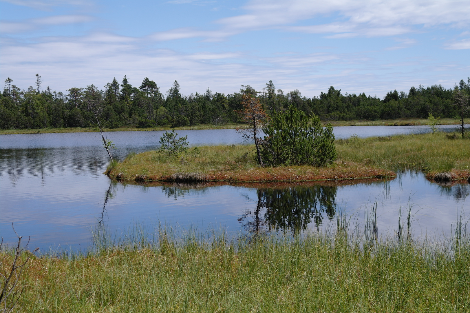 Insel im Wildsee