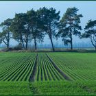 "Insel" in der Ackerlandschaft