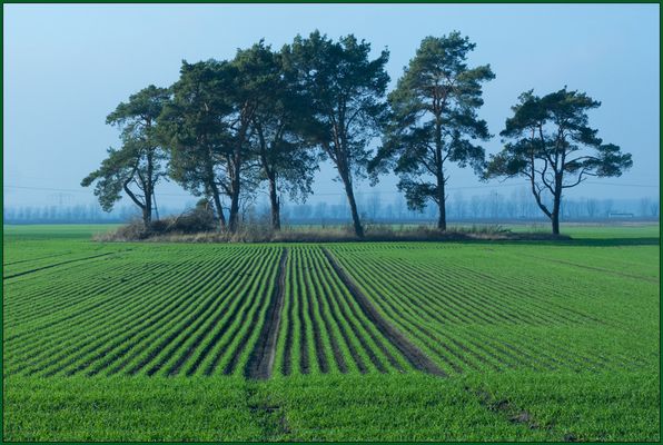 "Insel" in der Ackerlandschaft
