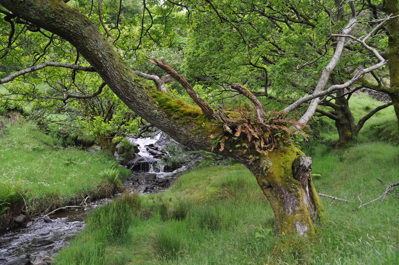 Insel in der irischen See