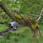 Insel in der irischen See