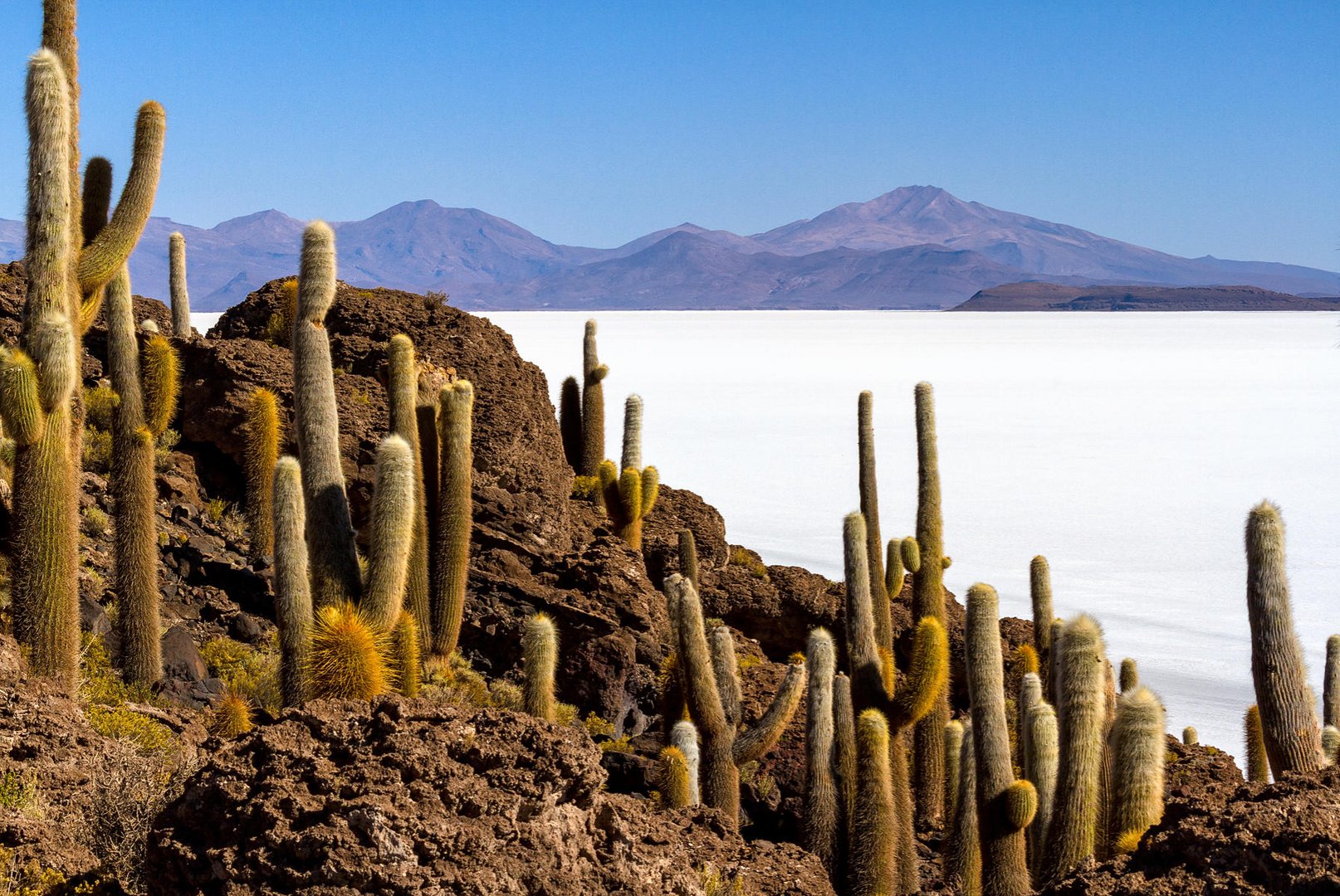 Insel Incahuasi im Salar de Uyuni (Bolivien)