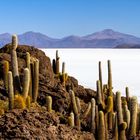 Insel Incahuasi im Salar de Uyuni (Bolivien)