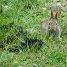 Insel-Kaninchen