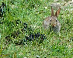 Insel-Kaninchen